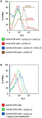 Atypical Chemokine Receptor 3 Generates Guidance Cues for CXCL12-Mediated Endothelial Cell Migration